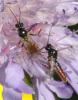 Stilbops ruficornis